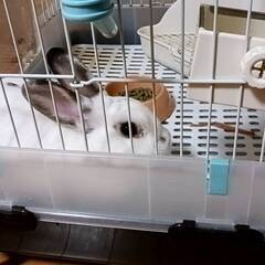 うさぎ