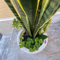 観葉植物　サンスベリアの画像