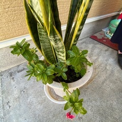 観葉植物　サンスベリアの画像