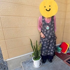 観葉植物　サンスベリアの画像