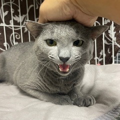 自由を求めて　ロシアンブルー風？純血？ − 埼玉県
