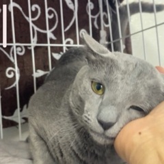 自由を求めて　ロシアンブルー風？純血？ - 春日部市