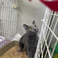 自由を求めて　ロシアンブルー風？純血？ - 猫