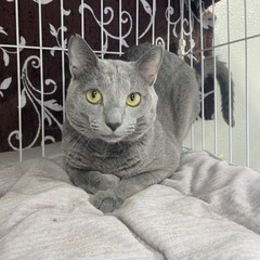 自由を求めて　ロシアンブルー風？純血？ - 里親募集