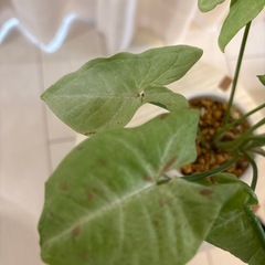 観葉植物　シンゴニウム　ミルクコンフェッティー抜き苗の画像