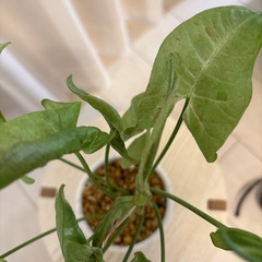 観葉植物　シンゴニウム　ミルクコンフェッティー抜き苗の画像