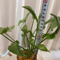 観葉植物　シンゴニウム　ミルクコンフェッティー抜き苗の画像