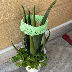 観葉植物　アロエベラの画像