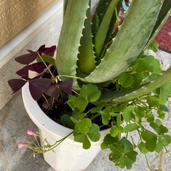 観葉植物　アロエベラの画像