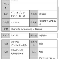 HT ティファニー　薔薇の画像