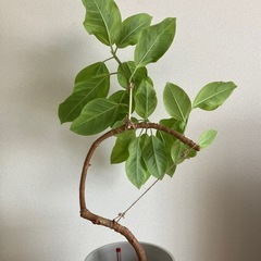⑦観葉植物　フィカス アルテシーマ　の画像