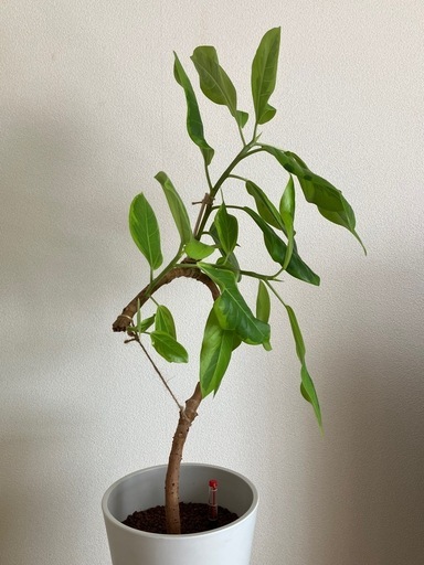 ⑦観葉植物　フィカス アルテシーマ　