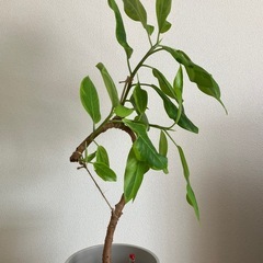 ⑦観葉植物　フィカス アルテシーマ　の画像