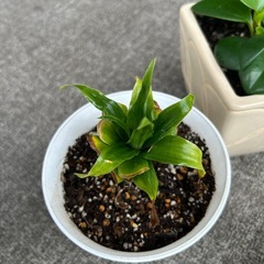 観賞植物苗の画像