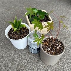 観賞植物苗の画像