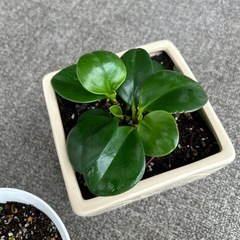 観賞植物苗の画像