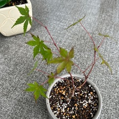 観賞植物苗の画像