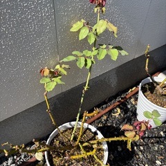 HT パールイヤリング  薔薇の画像