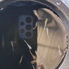 めだかMIX（15匹）の画像