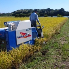 令和7年　兵庫県産　減農薬　ヒノヒカリ　玄米　30キロ　数量限定の画像