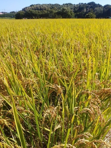 令和7年　兵庫県産　減農薬　ヒノヒカリ　1等米　玄米　30キロ　色彩選別済み