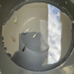 めだかミックス残り5匹の画像