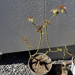 HT カインダブルー　薔薇の画像