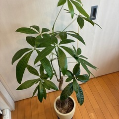 パキラ（高さ120cm程度）の画像