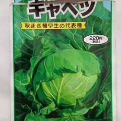 キャベツの苗差し上げますの画像