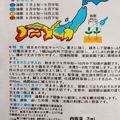 キャベツの苗差し上げますの画像