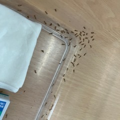 ヨーロッパイエコオロギ　ピンヘッド〜SSSサイズの画像