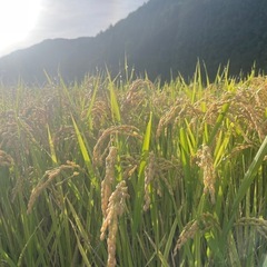 新米　こしひかり　30kg②の画像