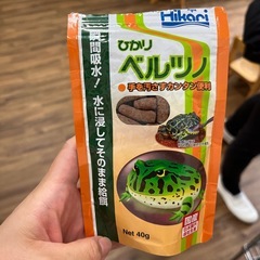 ヨーロッパイエコオロギ　ピンヘッド〜SSSサイズの画像