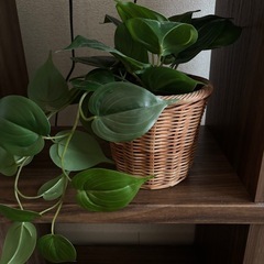 【お譲り先が決まりました
】フェイクリーフの画像