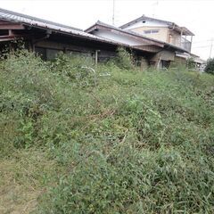 戸建ての庭に生えている草を伐採お願いします。の画像