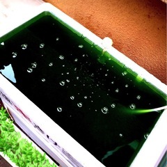 🟩超.濃い濃度1,500ml家内.家外メダカ＊飼育にプランクトン何時でも.お.や.つ🩲グリーン水の画像