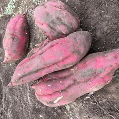 無農薬 べにはるか ジャンボ さつまいも（大きく育った芋） 超格安 サツマイモの画像