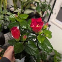【室内向け】ハイビスカス 底面給水鉢 面倒な植え替え不要の画像