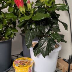 【室内向け】ハイビスカス 底面給水鉢 面倒な植え替え不要の画像