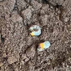 プラティオドンネブトクワガタ幼虫の画像