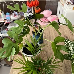 21日21時までの取引き可能な方値下げ価格‼️⑧観葉植物6点セット🪴の画像
