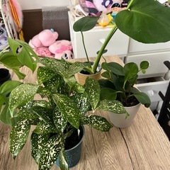 21日21時までの取引き可能な方値下げ価格‼️⑧観葉植物6点セット🪴の画像