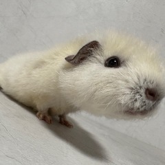 テディモルモット