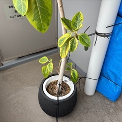 鉢植え　フィカス・アルティシマの画像