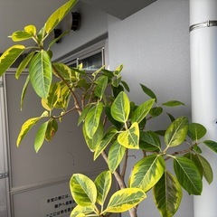 鉢植え　フィカス・アルティシマの画像