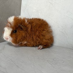 182.アルパカモルモット