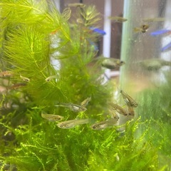熱帯魚 エンドラーズライブベアラーの画像