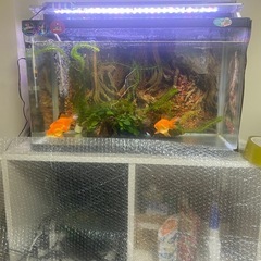 水槽セットの画像