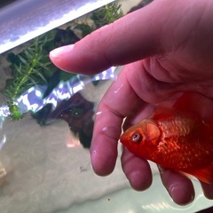 水槽セットの画像