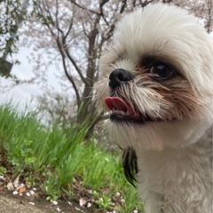 可愛い子です。
